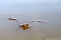 <br><br>Nom anglais : Common toad
<br>Les crapauds mâles encore célibataires font des va et vient continuels dans le plan d'eau en quête d'une femelle.
<br><br>Photo réalisée en France, dans l'Allier (Auvergne)
<br><br>
 Crapaud commun
Bufo bufo
Common toad
Auvergne
Allier
mâles
femelle
célibataires
plan d'eau
eau 